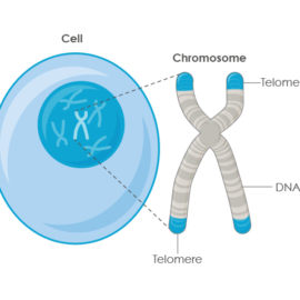 Telomeres and Telomerase Unraveling the Mechanisms of Cellular Aging and Prospects for Extending Telomere Length