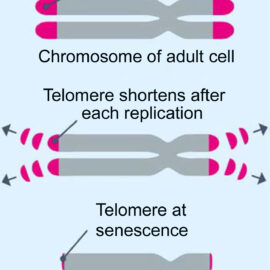 Bill Andrews deep research to cure aging