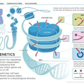 What is Epigenetics What is Epigenetics
