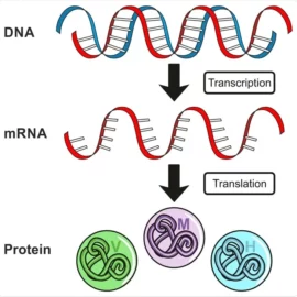 The effects of DNA methylation and Histone acetylation on Gene Expression The effects of DNA methylation and Histone acetylation on Gene Expression