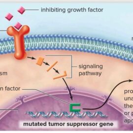 When Tumor Suppressor Genes Become Inactive When Tumor Suppressor Genes Become Inactive
