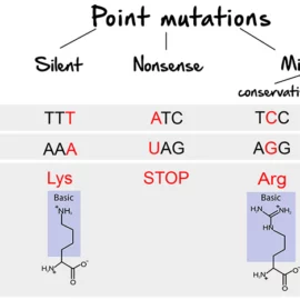 What are Single-Point Mutations