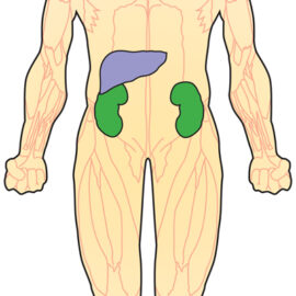 Can Prime Editing Fix Diseases