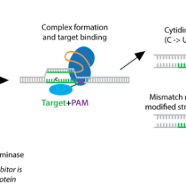 How to use Base Editing