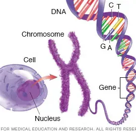 Genes, Chromosomes, and DNA oh my!