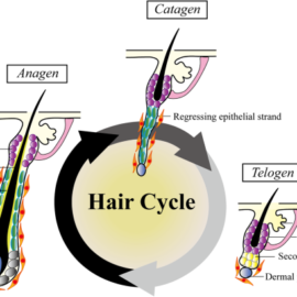 Hair Anatomy Deep Dive Hair Anatomy Deep Dive