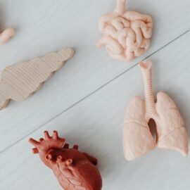 How Stem Cells Hold the Key to Organ Regeneration How Stem Cells Hold the Key to Organ Regeneration